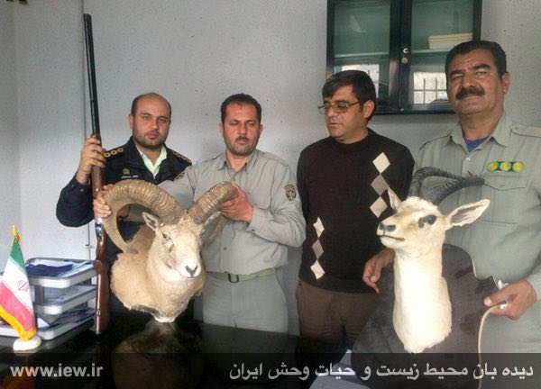 با تلاش محیطبانان پارک ملى بمو یک اسلحه شکارى، نیم تنه یک آهو و یک قوچ وحشی از منزل شکارچى متخلف کشف شد