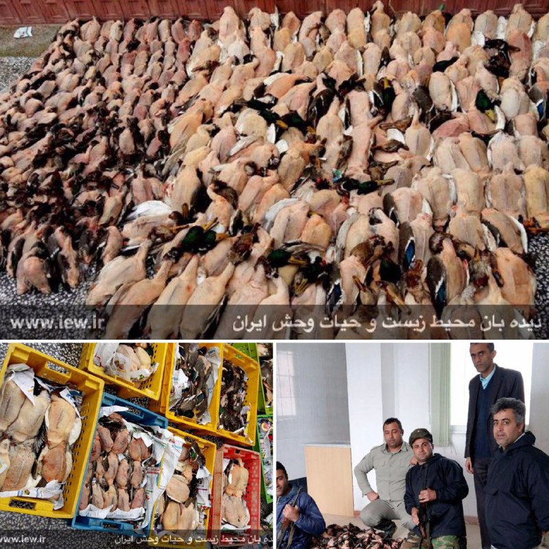 محموله بزرگ پرندگان وحشی شامل لاشه ٣٥٠ اردک سرسبز و خوتکا در فریدونکنار کشف و ضبط شد …دیده بان محیط زیست و حیات وحش ایران