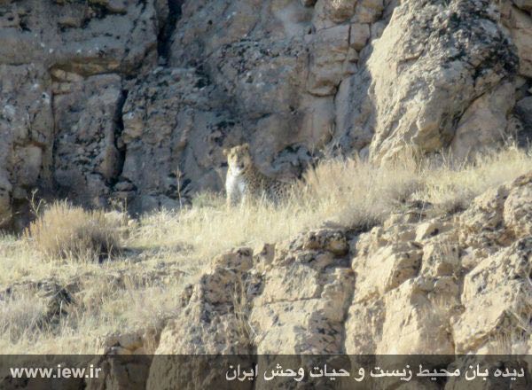 روز جمعه ٩٤/٩/٢٠ از یک پلنگ ایرانی در پارک ملی تندوره تصویربرداری شد …پایگاه خبرى. www