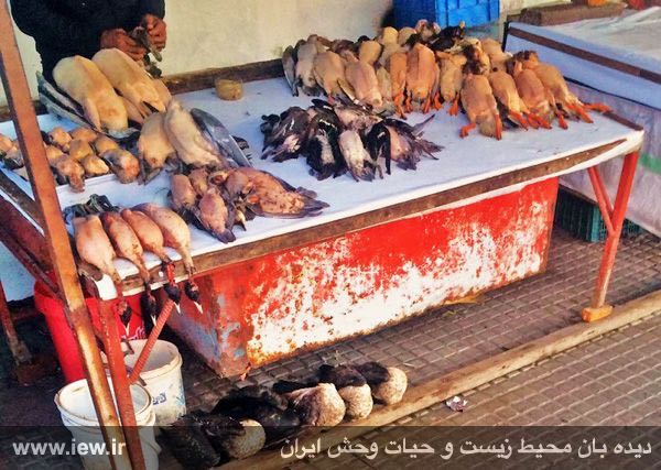 انواع غاز و اردک وحشى / فروش در بازار فریدونکنار / آبان ٩٤