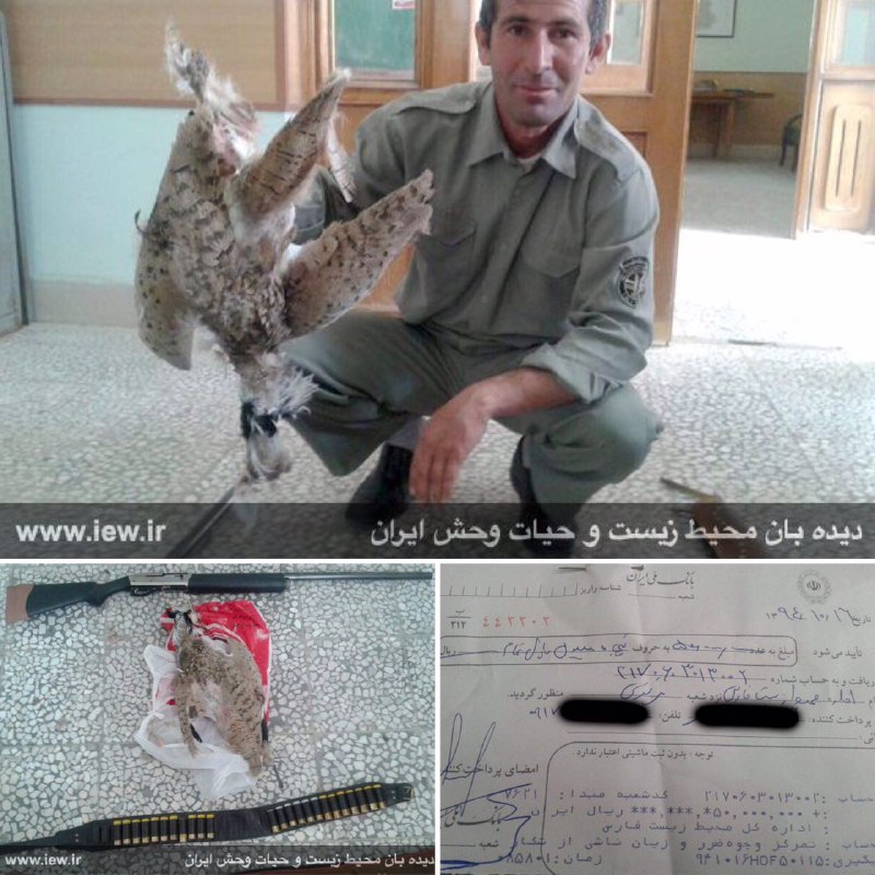 عامل شکار یک هوبره در لارستان پس از واریز بخشی از ضرر و زیان محیط زیست به دادگاه معرفی شد …دیده بان محیط زیست و حیات وحش ایران
