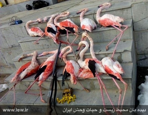 عامل کشتار ده پرنده حمایت شده فلامینگو در آبگیر روستاى مزج شاهرود دستگیر شد …پایگاه خبری. www