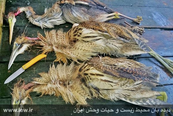 حواصیل ارغوانى (حرام گوشت) / فروش در بازار فریدونکنار جهت مصرف خوراکى و تاکسیدرمى