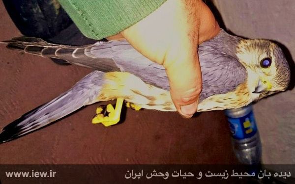 آبان ١٣٩٤