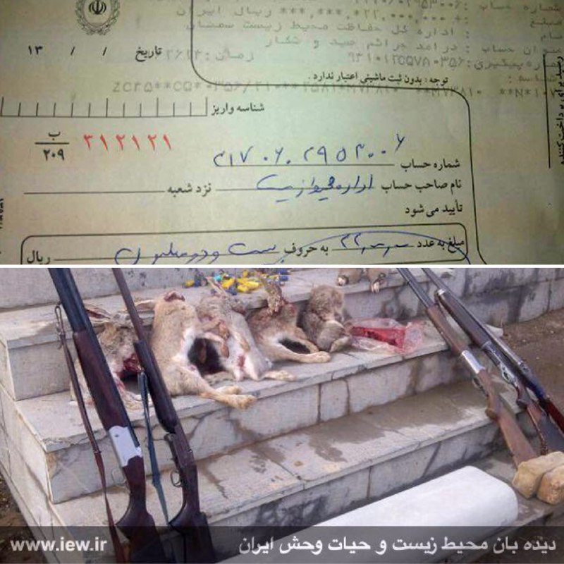 عاملین شکار ۶ خرگوش و ۲ کبک در شاهرود پس از واریز جریمه به دادگاه معرفی شدند.. پایگاه خبرى