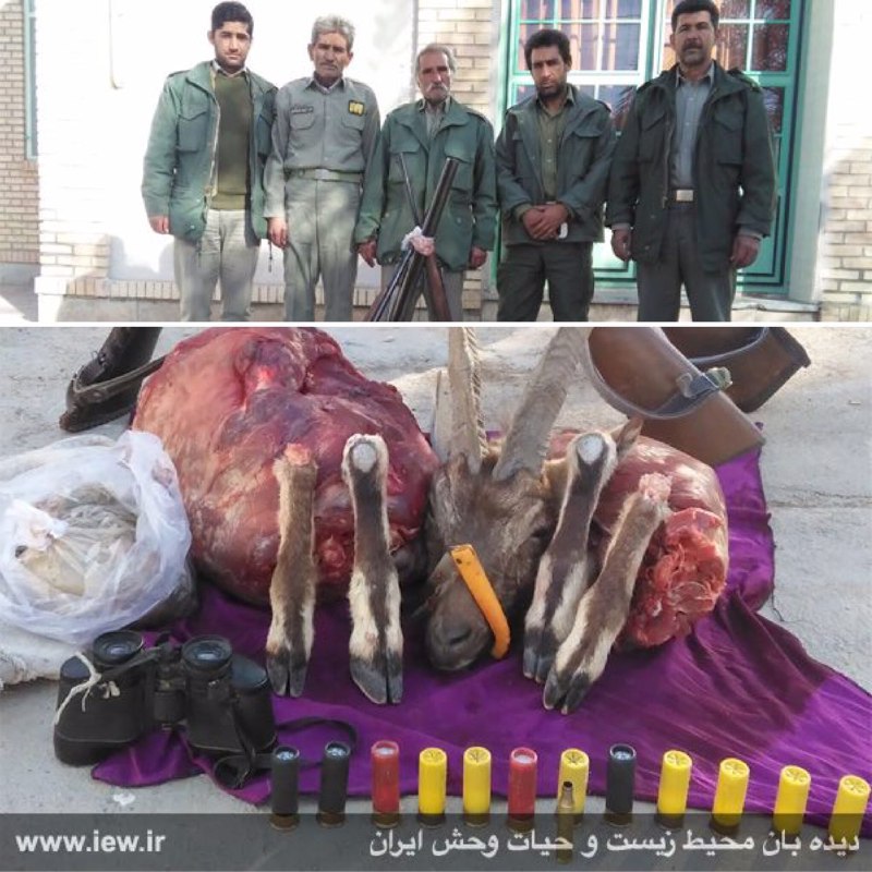 عاملین شکار یک کل وحشی در طبس پس از تعقیب وگریز طولانی با محیطبانان دستگیر شدند.. پایگاه خبری