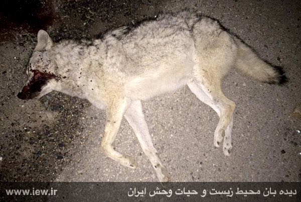 یک گرگ خاکستری بر اثر برخورد با خودرو در پناهگاه حیات وحش موته از بین رفت …پایگاه خبری. www