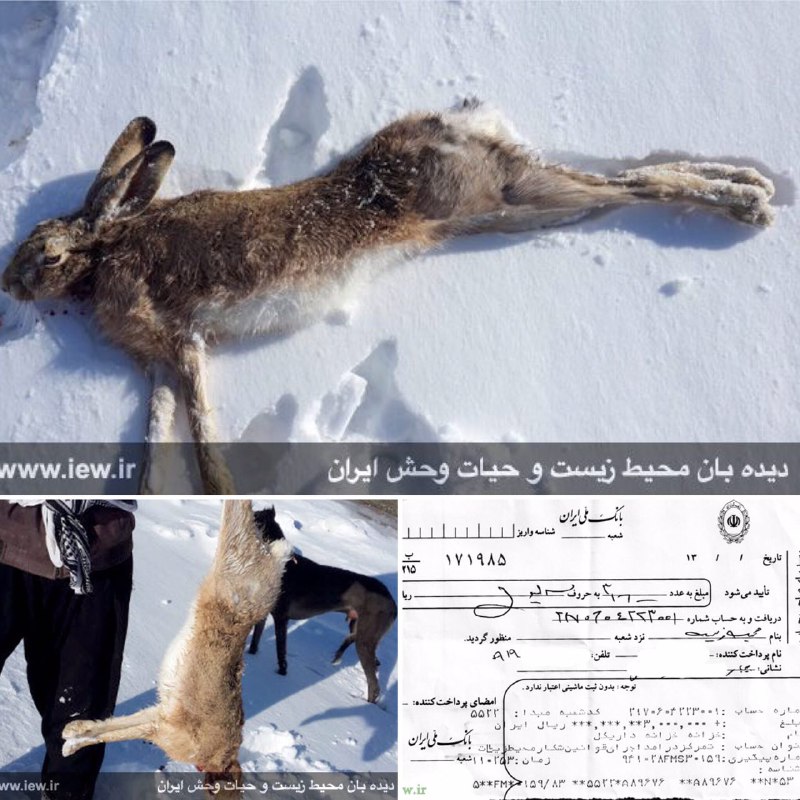 عاملین شکار غیرمجاز خرگوش وحشی با استفاده از سگهای تازی در شهرستان دهگلان دستگیر شدند …. www