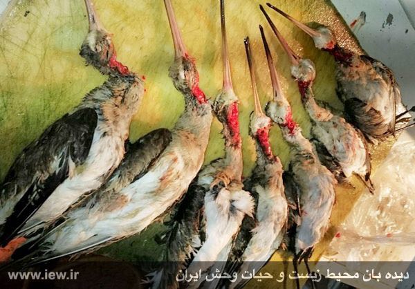 گیلانشاه بال سفید / فروش در بازار فریدونکنار