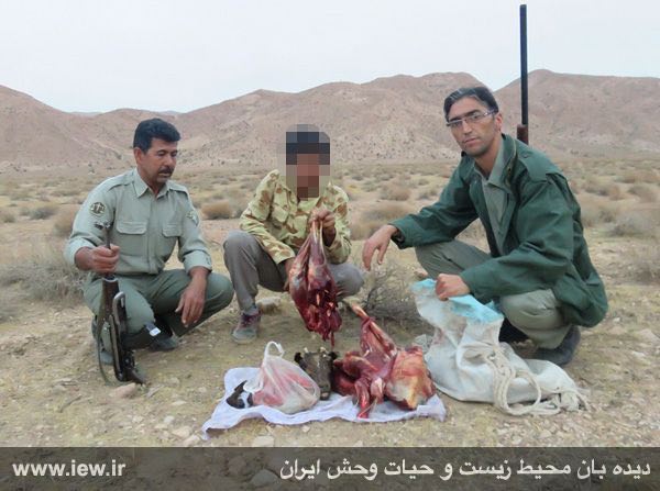 عامل شکار یک بره میش وحشی بهمراه یک اسلحه قاچاق باتلاش محیطبانان طبس دستگیر شد.. پایگاه خبری