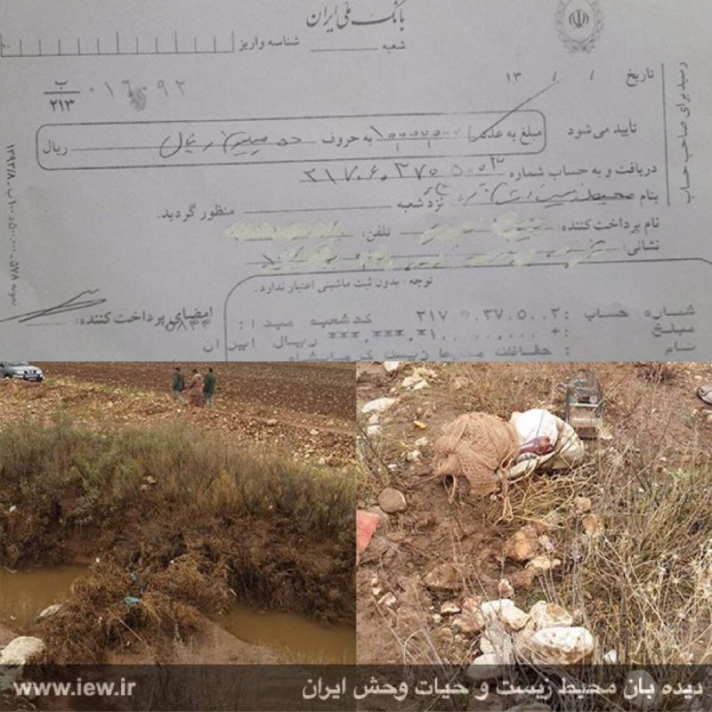 عامل صید ۵ سهره طلایی در اسلام آبادغرب پس از واریز ده میلیون ریال جریمه به دادگاه معرفی شد.. www