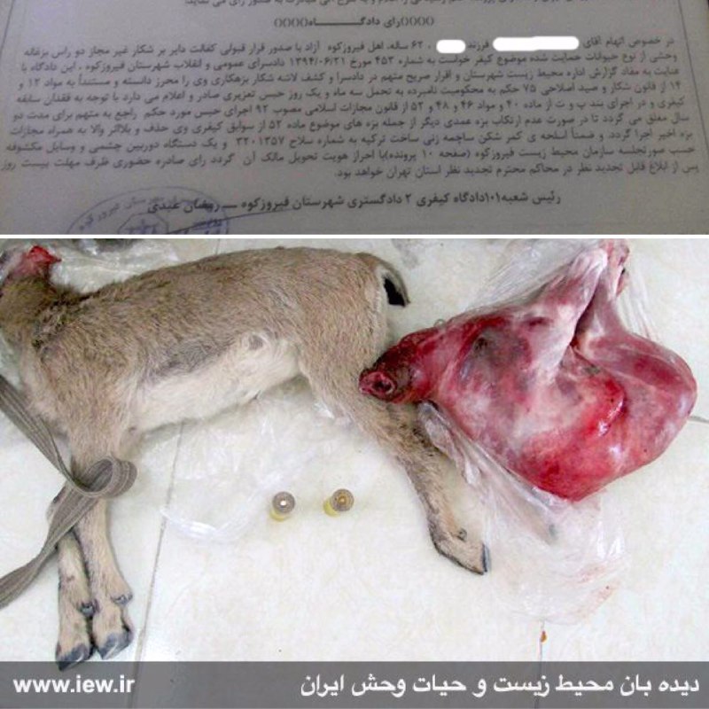 عامل کشتار دو بزغاله وحشی در فیروزکوه به ۹۱ روز حبس و ٣٦ میلیون ریال جزای نقدی محکوم شد.. www