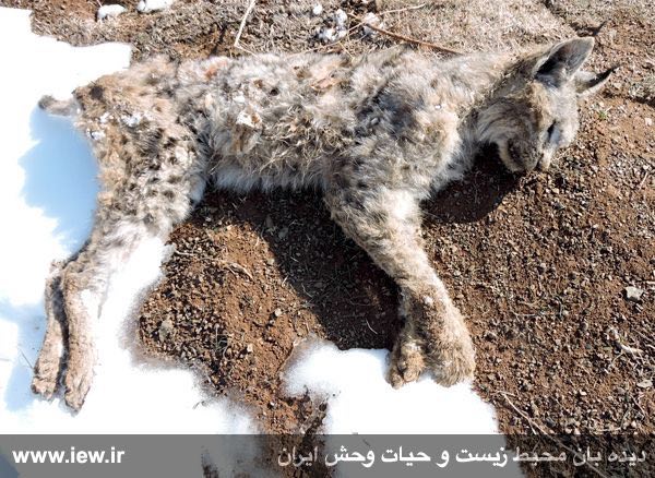 با مشاهده لاشه یک سیاهگوش در فریدونشهر اصفهان تعداد گربه سانان شناسایى شده در این استان به هفت گونه رسید