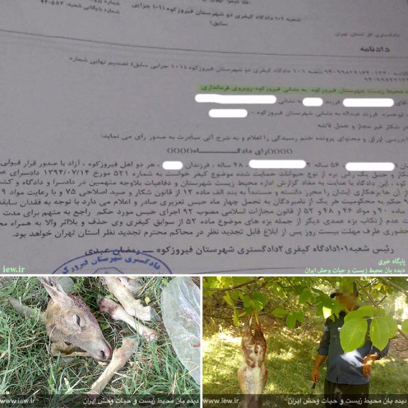 عاملین کشتار یک بره میش وحشی در فیروزکوه به تحمل ۸ ماه حبس محکوم شدند …دیده بان محیط زیست و حیات وحش ایران