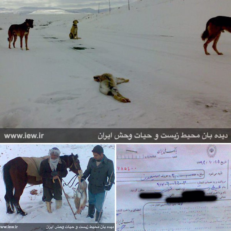 عاملین شکار غیرمجاز سه خرگوش وحشی با استفاده از سگهای تازی در تکاب دستگیر شدند …پایگاه خبری. www
