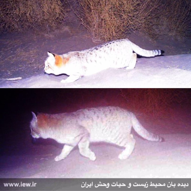 از گربه شنی در حاشیه منطقه شکار ممنوع آریز در شهرستان بافق یزد تصویربرداری شد …پایگاه خبری. www