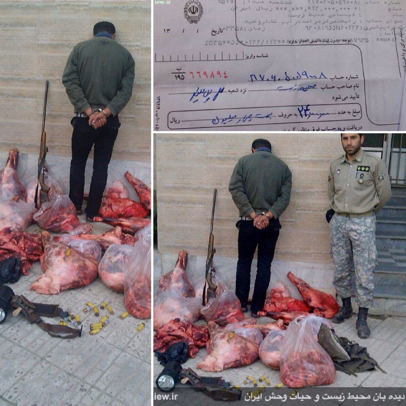 عامل شکار سه خوک وحشى در سوادکوه پس از واریز ۲۴میلیون ریال جریمه نقدی به دادگاه معرفی شد.. www