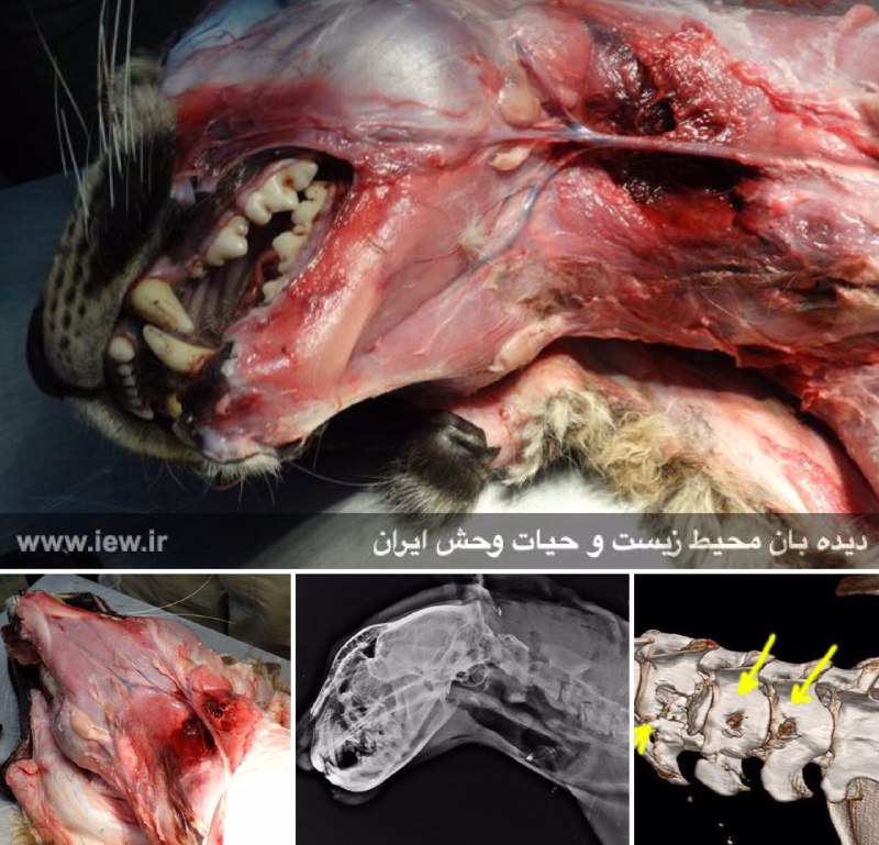 علت قطعی مرگ ماده پلنگ تندوره آسیب مهره‌های گردنی و نخاع براثر فرورفتن دندانهای نیش یک گوشتخوار اعلام شد