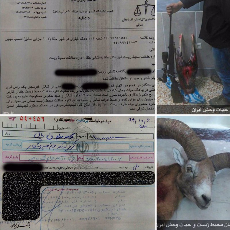 عامل شکار یک قوچ وحشى در کیامکى پس از واریز یکصدمیلیون ریال جریمه نقدى، در دادگاه نیز به مصادره اسلحه محکوم شد
