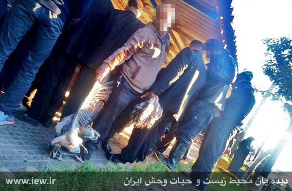 صف صیادان متخلف براى فروش پرندگان صید شده به سماک بازار پرنده فریدونکنار