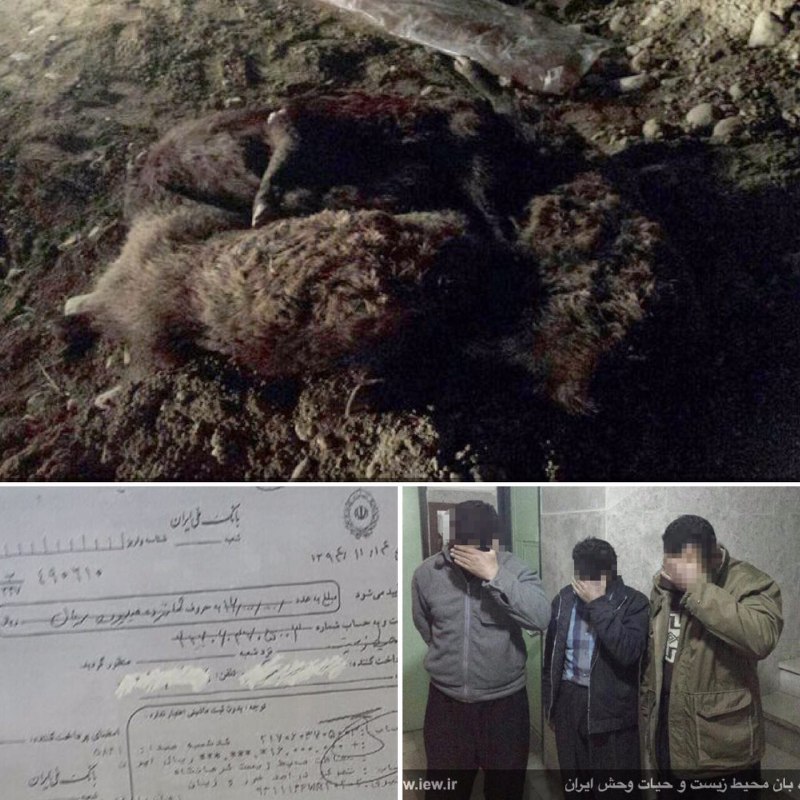 عاملین شکار دو خوک وحشی در اسلام آباد پس از واریز ١٦میلیون ریال جریمه به دادگاه معرفی شدند …دیده بان محیط زیست و حیات وحش ایران