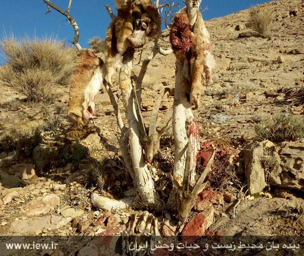 عاملین شکار غیرمجاز سه کل وحشی در خور و بیابانک به دادگاه معرفی شدند …دیده بان محیط زیست و حیات وحش ایران