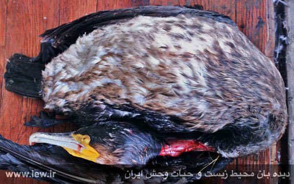 باکلان / پرنده حرام گوشت / فروش در بازار فریدونکنار / آبان ٩٤