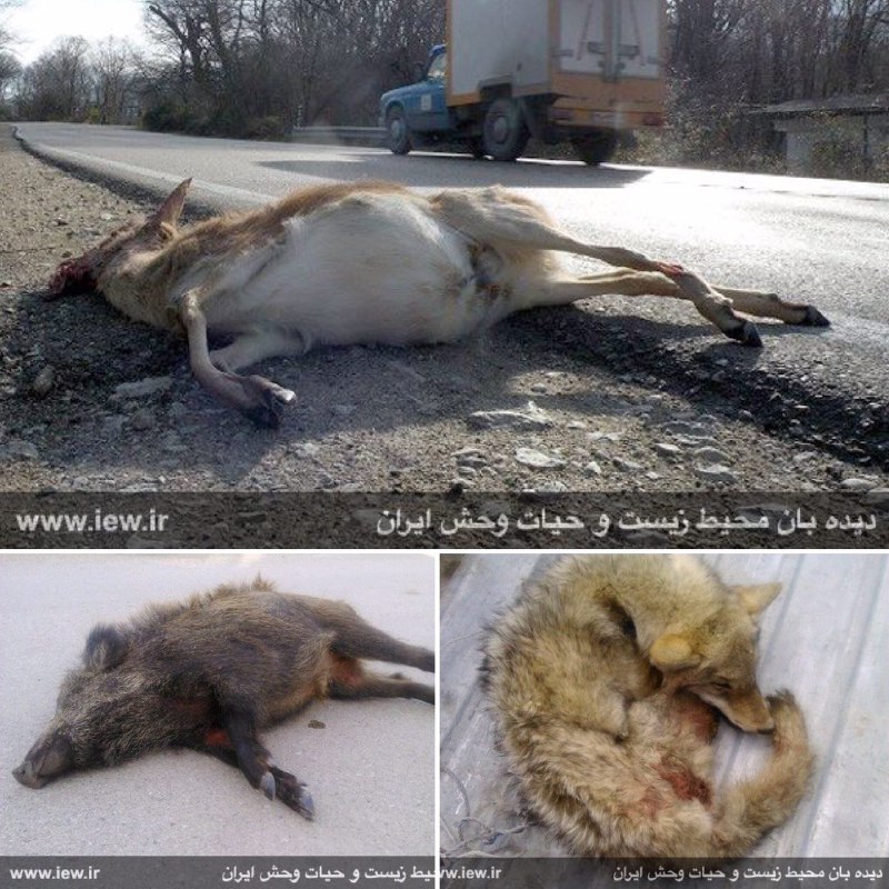 یک گرگ، یک آهو و یک گراز طى ٧٢ساعت گذشته براثر برخورد با خودرو در پارک ملی گلستان تلف شدند …دیده بان محیط زیست و حیات وحش ایران