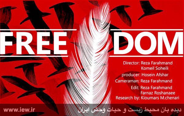 مستند «آزادی» با موضوع کشتار پرندگان مهاجر در فریدونکنار در جشنواره سینما حقیقت اکران میشود.. www