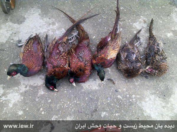 عامل شکار غیرمجاز شش قرقاول در مناطقه جنگلی بندپى بابل دستگیر شد …پایگاه خبری. www