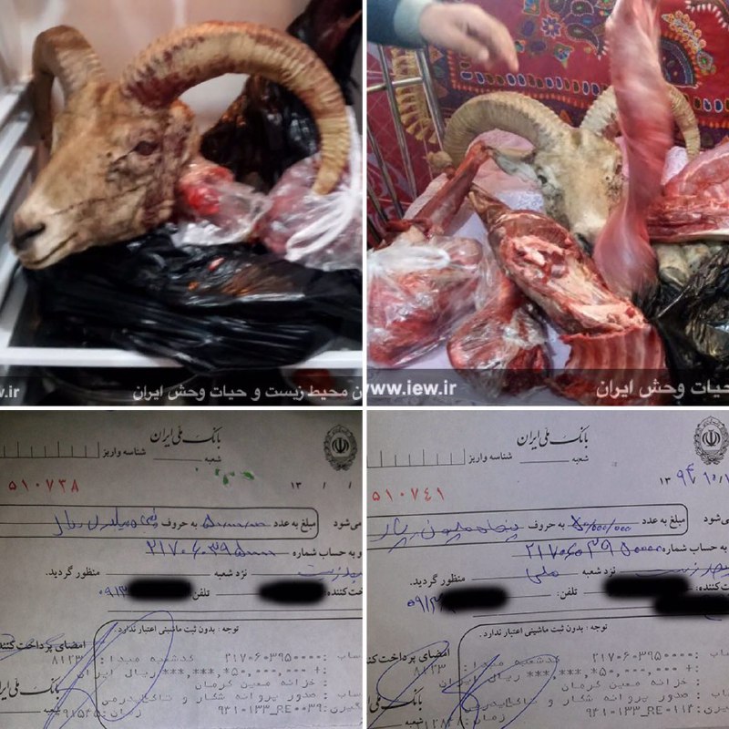 عاملین شکار دو قوچ وحشی در رفسنجان پس از واریز یکصد میلیون ریال جریمه به دادگاه معرفی شدند …دیده بان محیط زیست و حیات وحش ایران