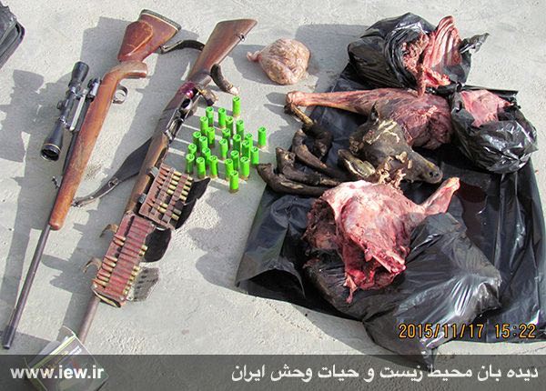 لاشه یک میش وحشی و دو اسلحه غیرمجاز در شهرستان سرخه در استان سمنان کشف و ضبط شد.. پایگاه خبری