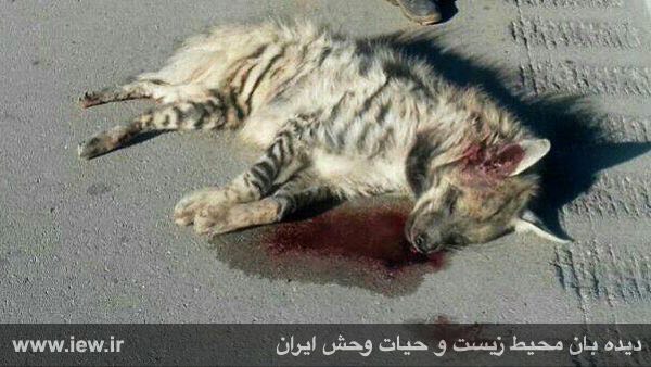 یک کفتار راه راه براثر برخورد با خودروهاى عبورى در محور قم – گرمسار از بین رفت …پایگاه خبری. www