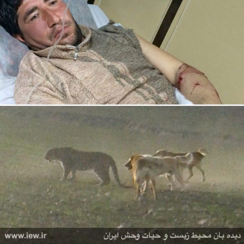 بر اثر حمله پلنگ به گله گوسفندان در شهرستان درگز یک چوپان جوان مجروح شد …فیلم این رخداد را در دیده بان محیط زیست مشاهده نمایید