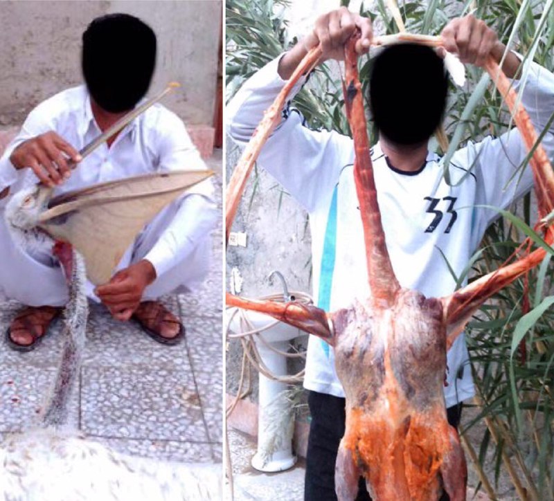 عامل شکار یک پلیکان در زابل از طریق عکس یادگاری شناسایی و به دادگاه احضار شد …پایگاه خبری. www