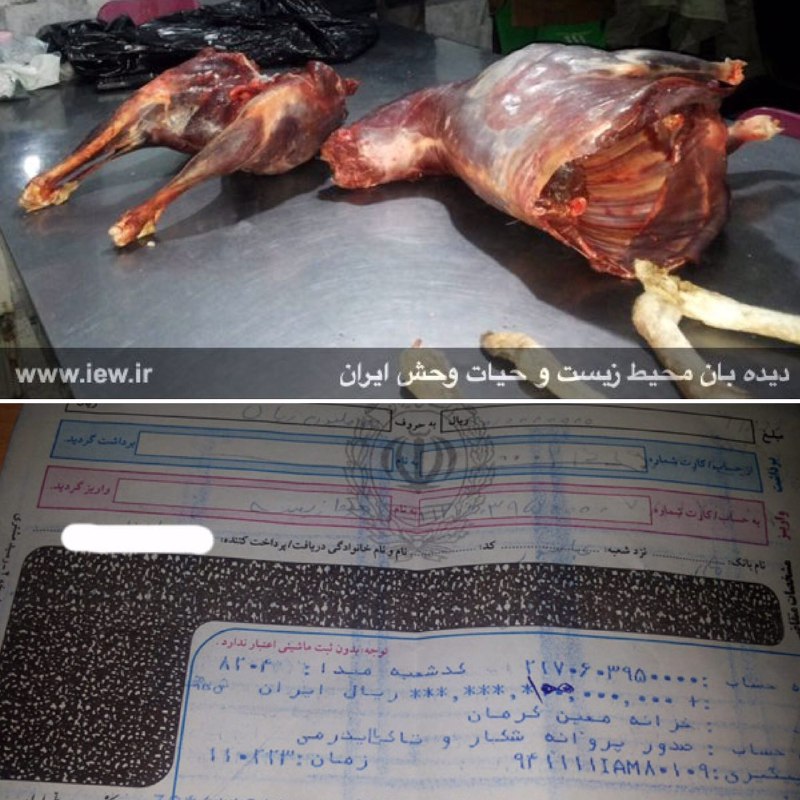 عاملین شکار یک قوچ وحشی در سیرجان پس از واریز یکصد میلیون ریال جریمه به دادگاه معرفی شدند …دیده بان محیط زیست و حیات وحش ایران