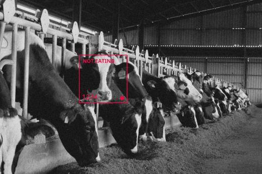 فناوری تشخیص چهره، اینبار برای گاوها