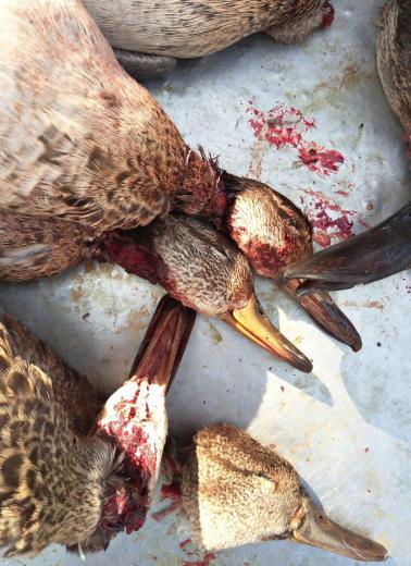 ✅بیش از یک ماه است که کشتار غیر قانونی پرندگان مهاجر در استان خوزستان آغاز شده؛ روزانه لاشه صدها قطعه از انواع پرندگان مهاجر در با