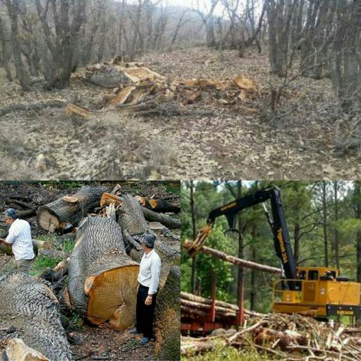 تقاضای فزاینده ما برای مسکن، کاغذ و انواع محصولات چوبی جنگل‌ها را با سرعتی هولناک تخریب کرده است