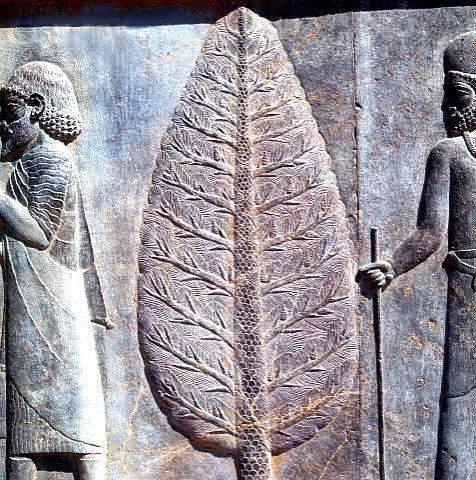 جایگاه سرو در ایران باستان: حکاکی سرو ۵۰۰ سال پیش از میلاد بر دیواره‌های پرسپولیس