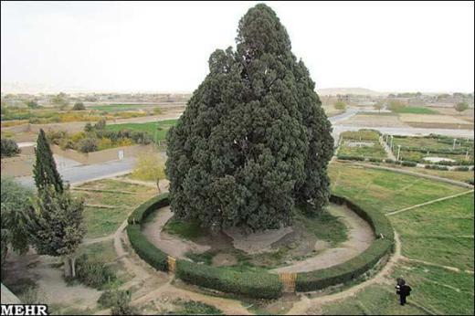 سروابرکوه: درختی که زرتشت کاشت