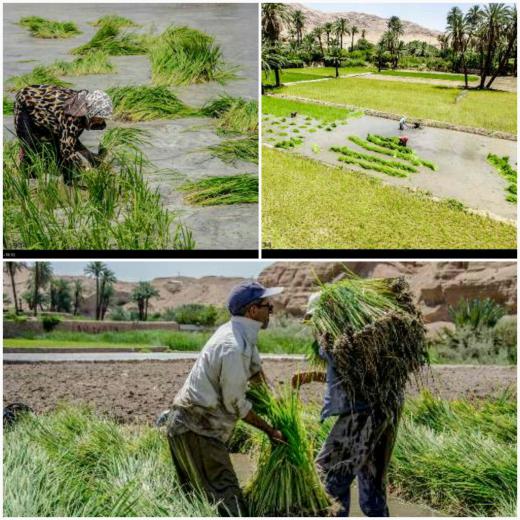 ✅شالیزار برنج در روستای ازمیغان از توابع شهرستان طبس.. کم‌آبی را جدی بگیریم!
