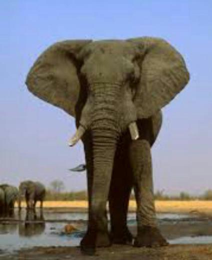 ✅ ۱۲ اگوست؛ مصادف با ۲۱ مرداد، روز جهانی فیل.. ساحت‌زیست