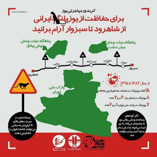حفاظت از یوز ایرانی وظیفه همه ماست.. تصادفات جاده‌ای یکی از عوامل مهم کشته شدن یوزپلنگ ایرانی است